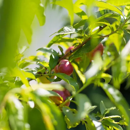 Appartement Apartment Punat *