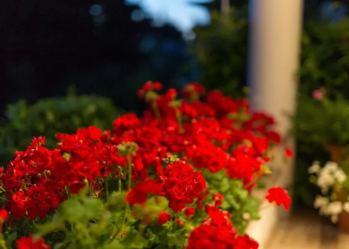 Appartamento Apartment Punat Punat