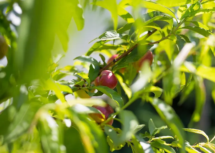 Apartamento Apartment Punat *